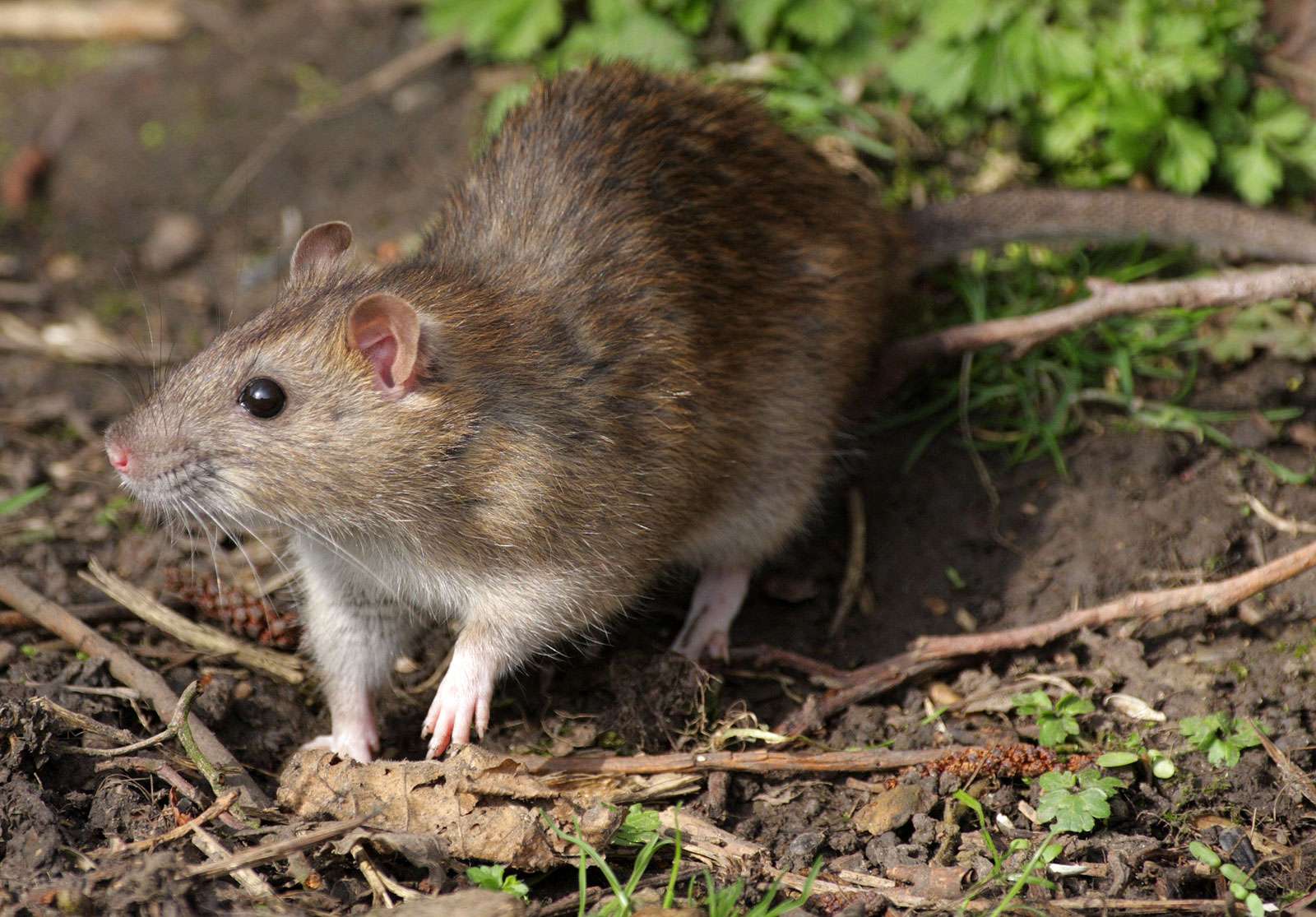 Detail Pitures Of Rats Nomer 14