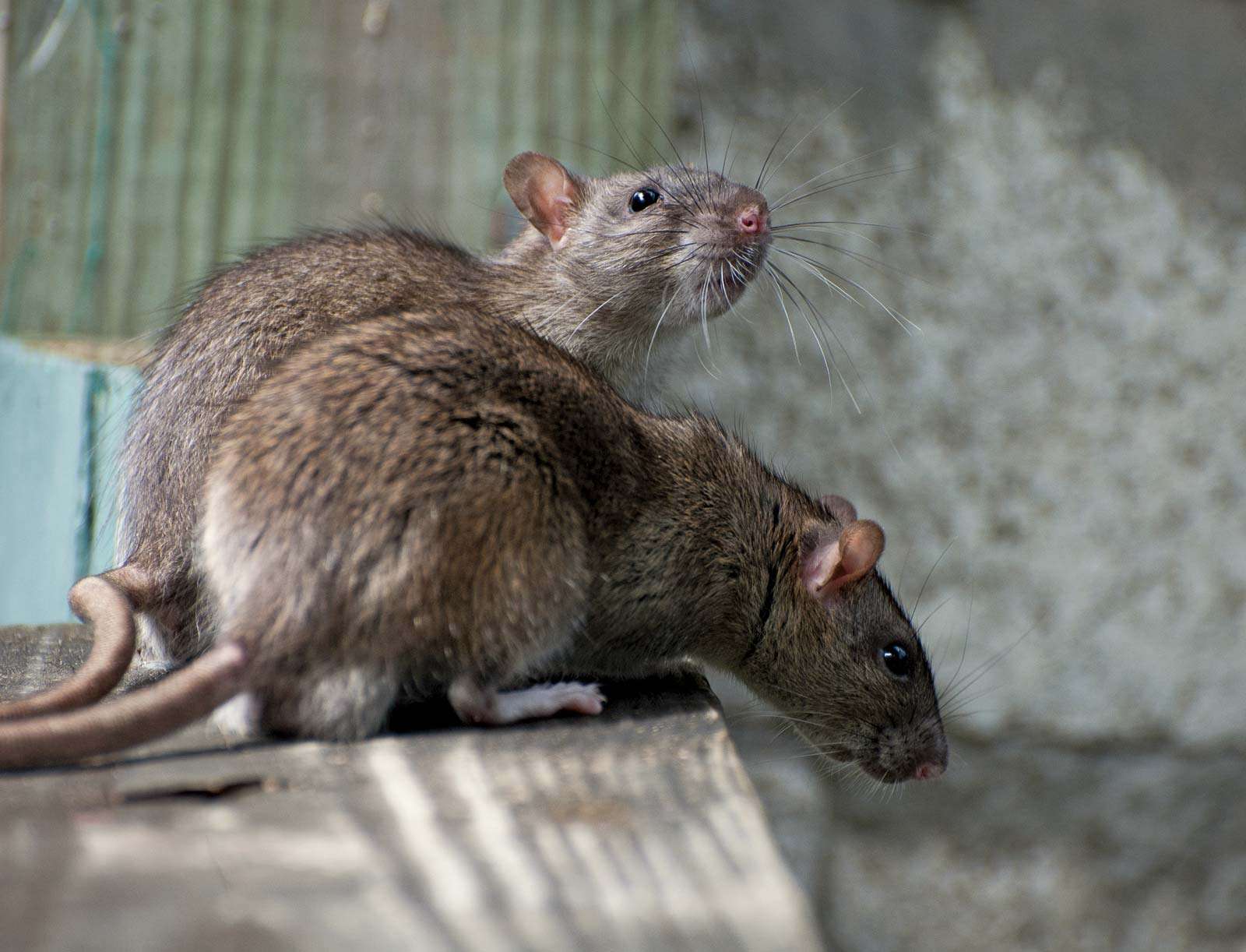 Detail Pitures Of Rats Nomer 16