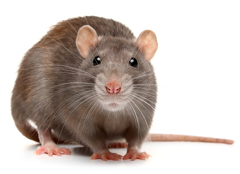 Detail Pitures Of Rats Nomer 17