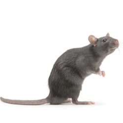 Detail Pitures Of Rats Nomer 22
