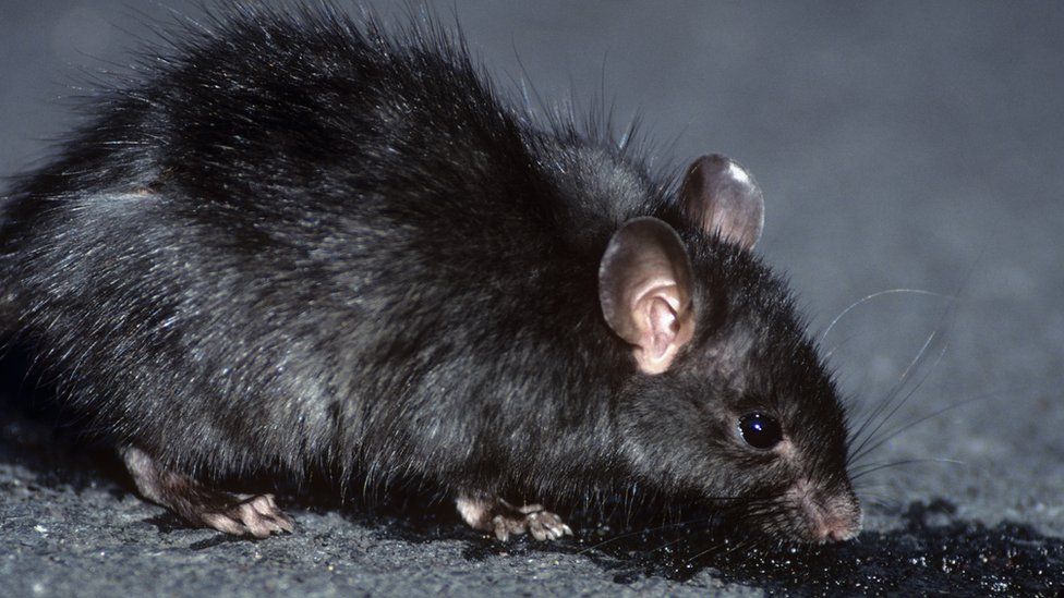 Detail Pitures Of Rats Nomer 23