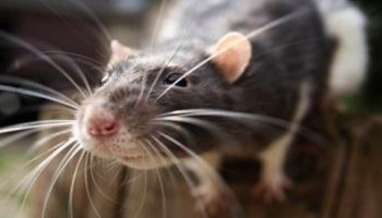 Detail Pitures Of Rats Nomer 24