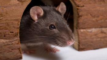 Detail Pitures Of Rats Nomer 26