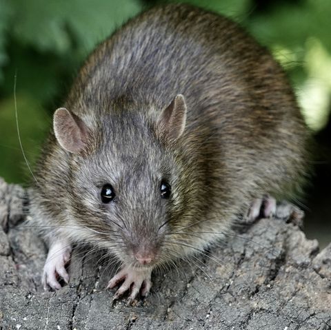 Detail Pitures Of Rats Nomer 27