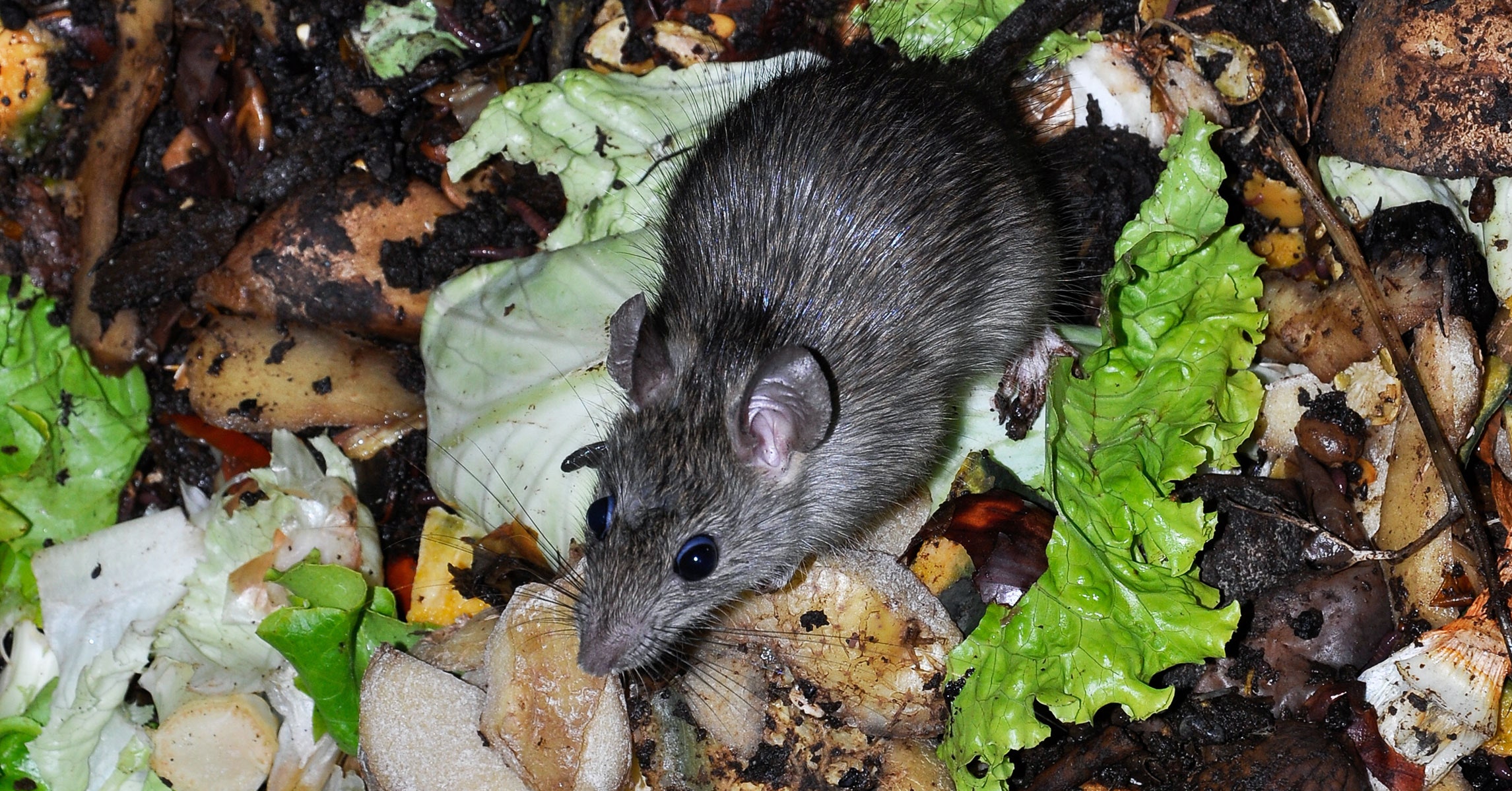 Detail Pitures Of Rats Nomer 28