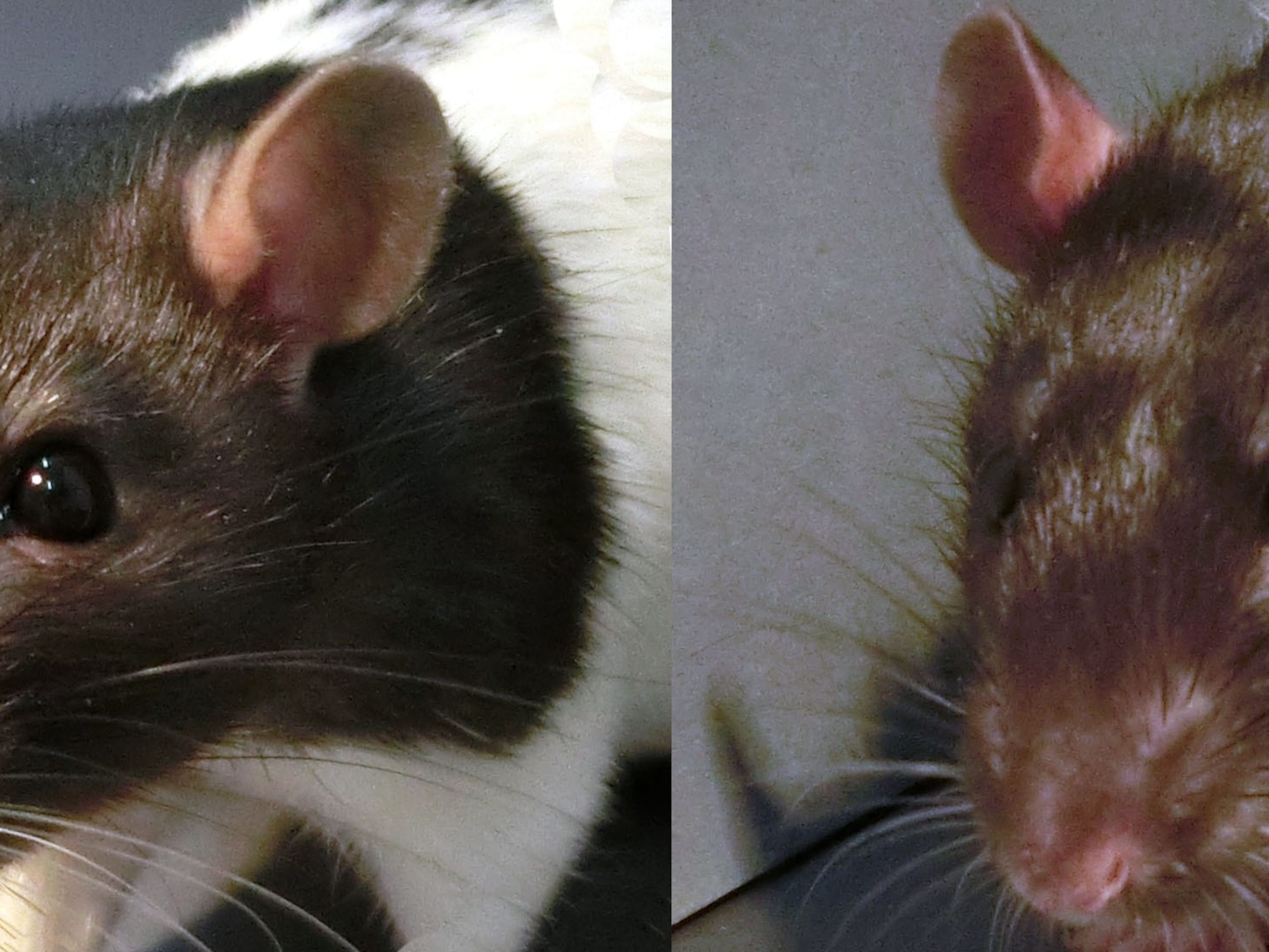 Detail Pitures Of Rats Nomer 29