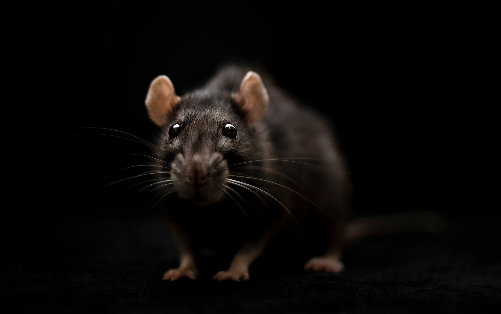 Detail Pitures Of Rats Nomer 30