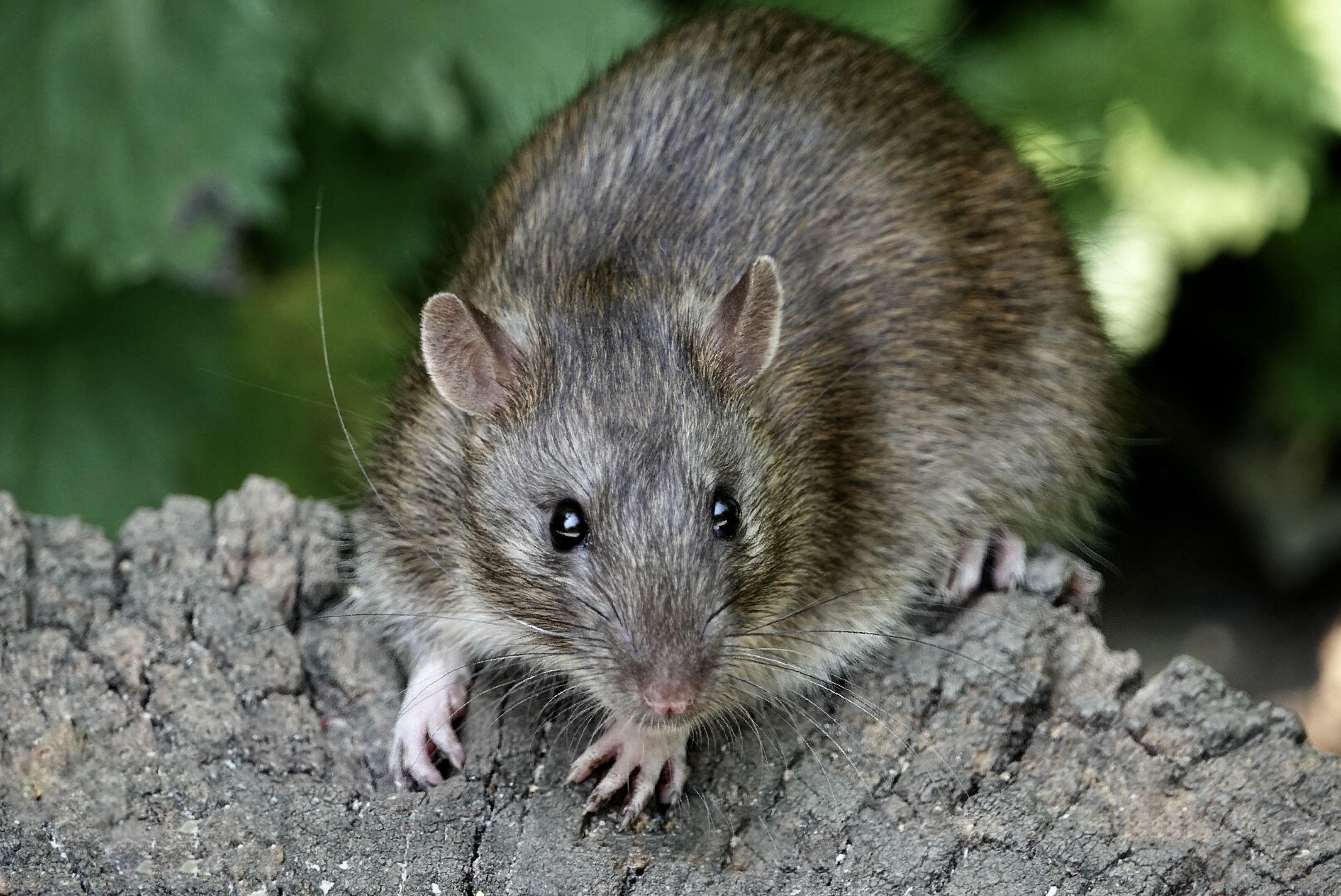 Detail Pitures Of Rats Nomer 31