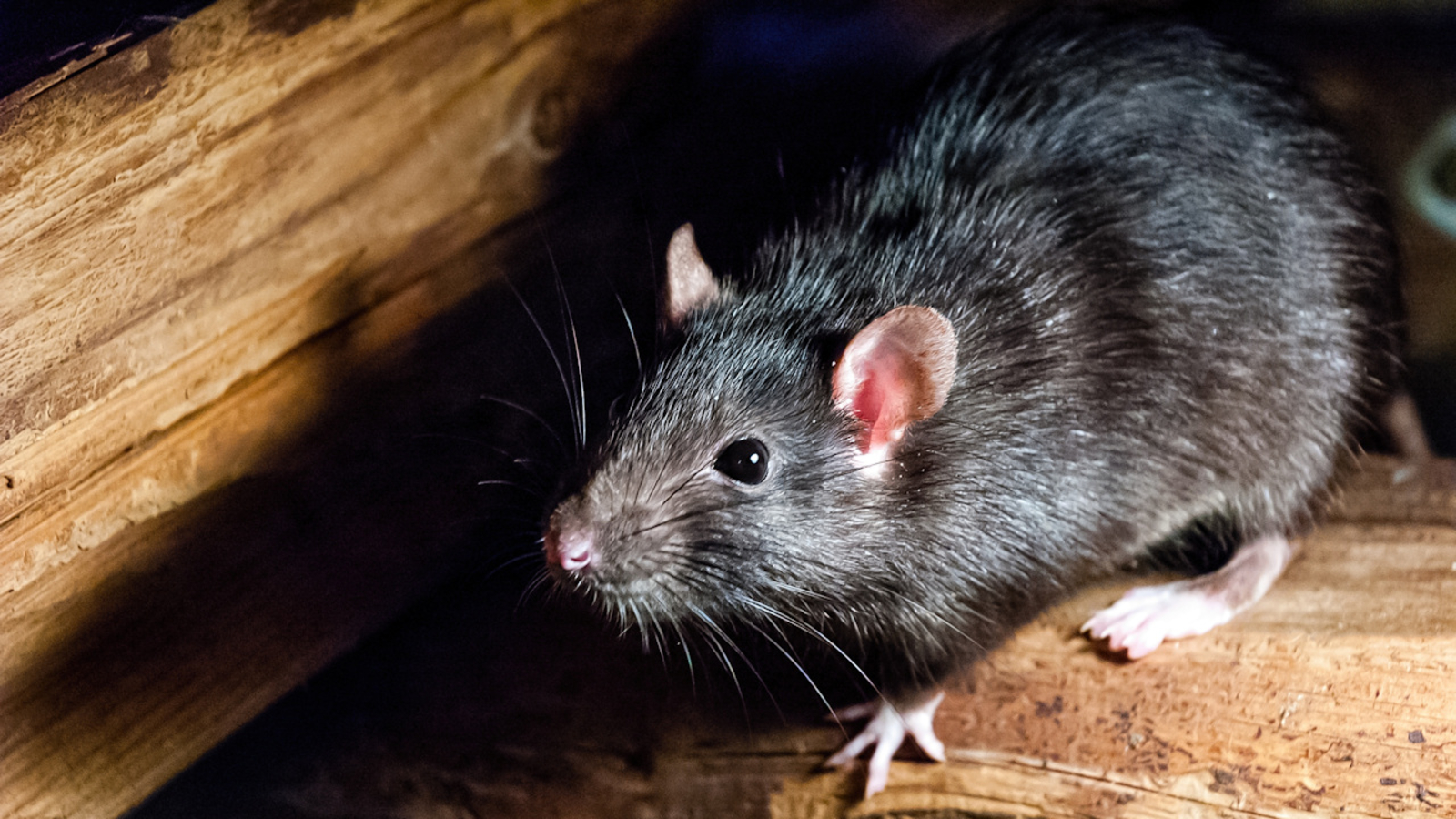 Detail Pitures Of Rats Nomer 33