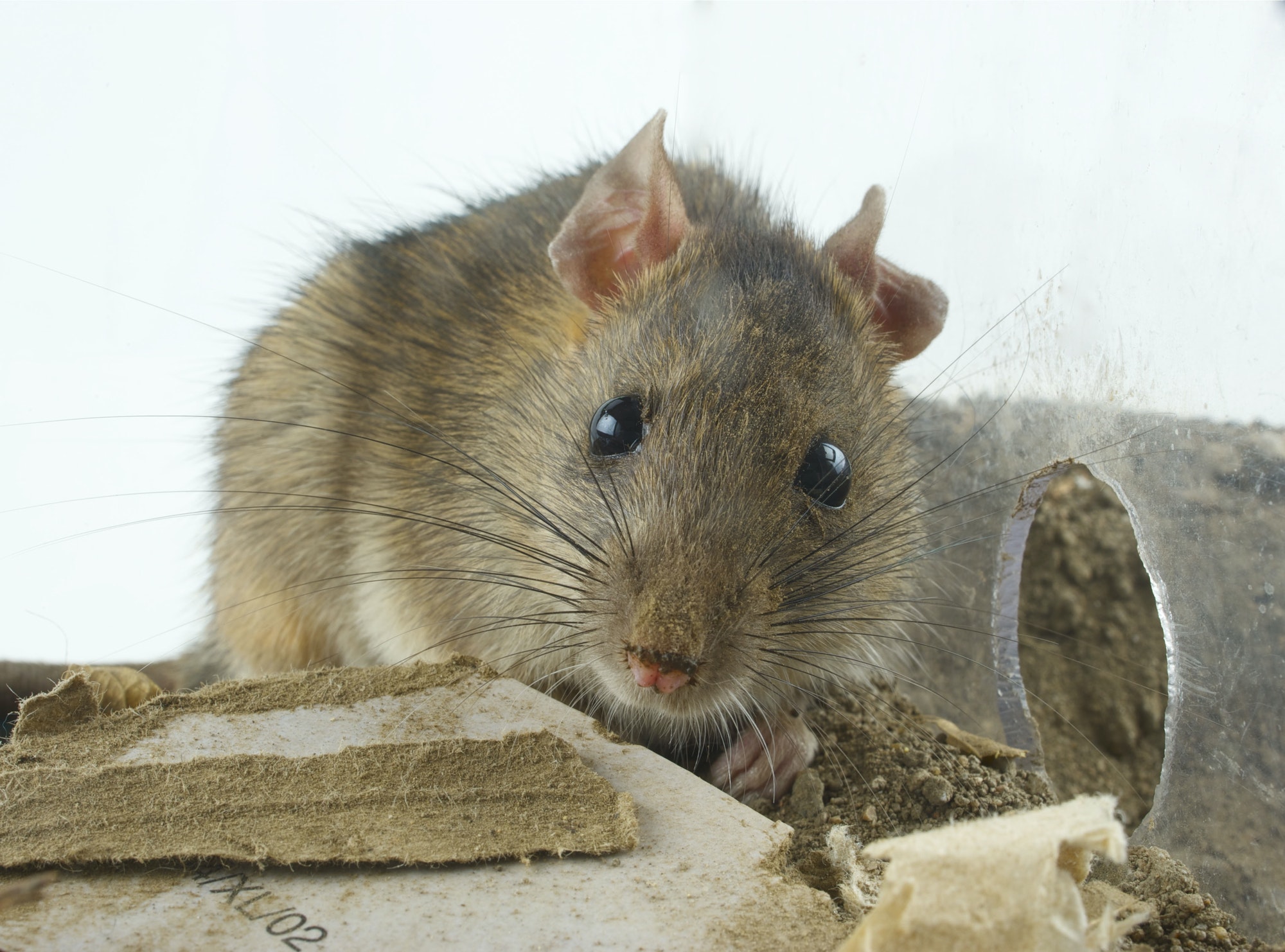 Detail Pitures Of Rats Nomer 34