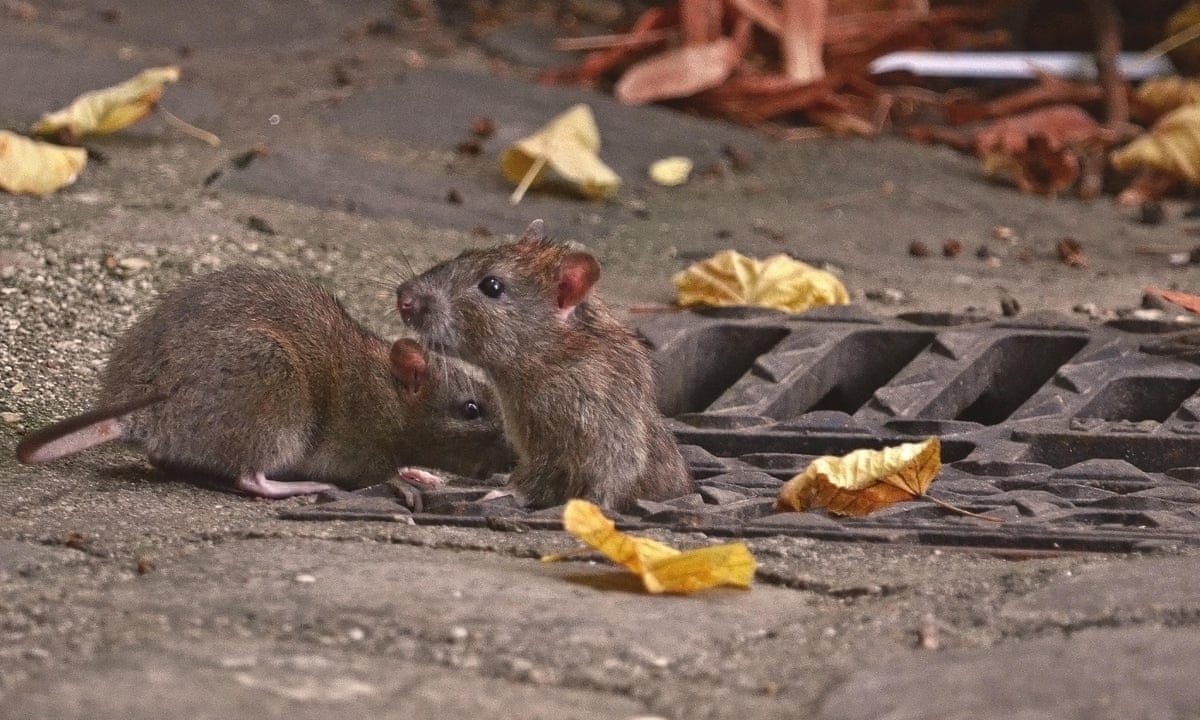 Detail Pitures Of Rats Nomer 38