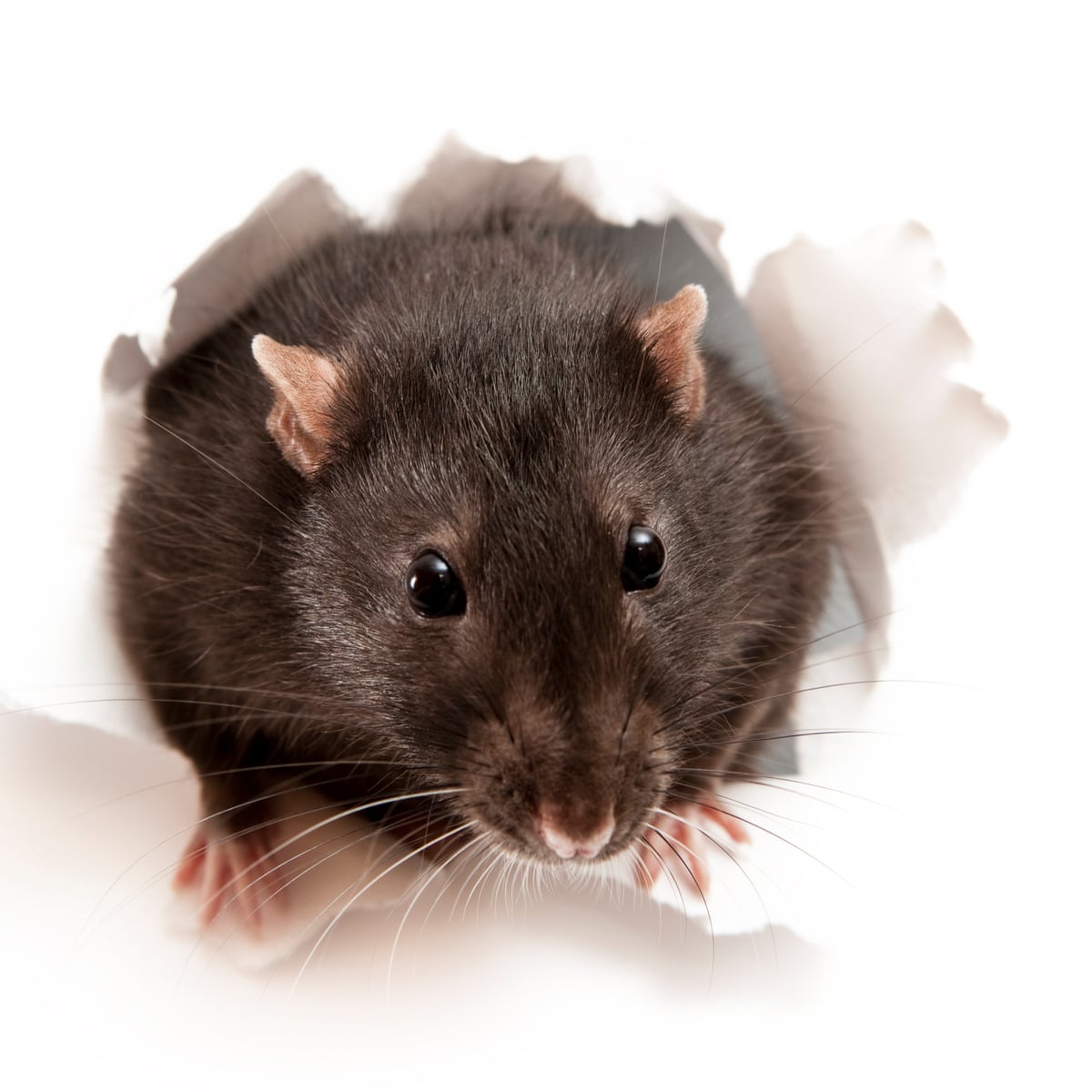 Detail Pitures Of Rats Nomer 5