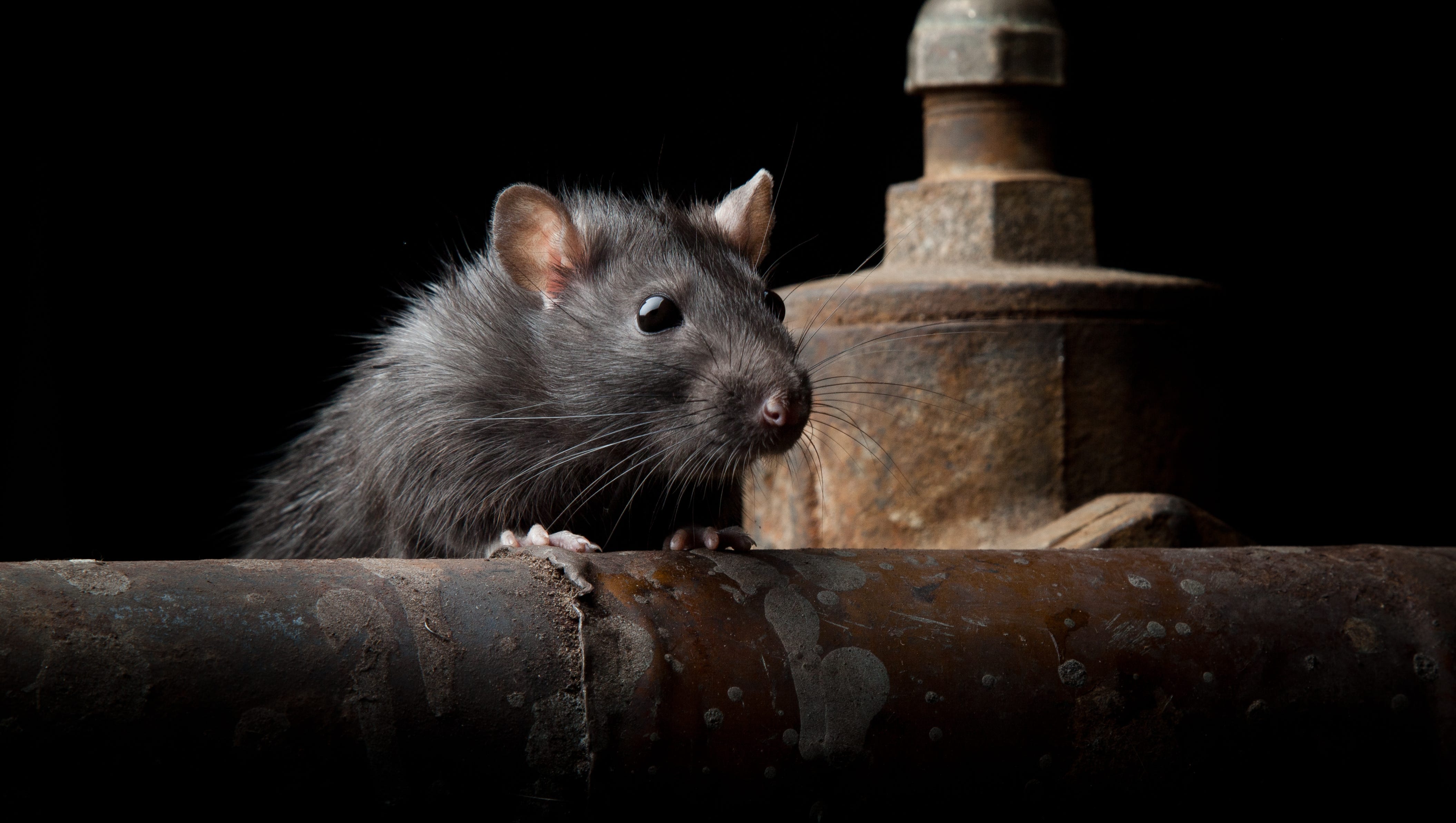 Detail Pitures Of Rats Nomer 42