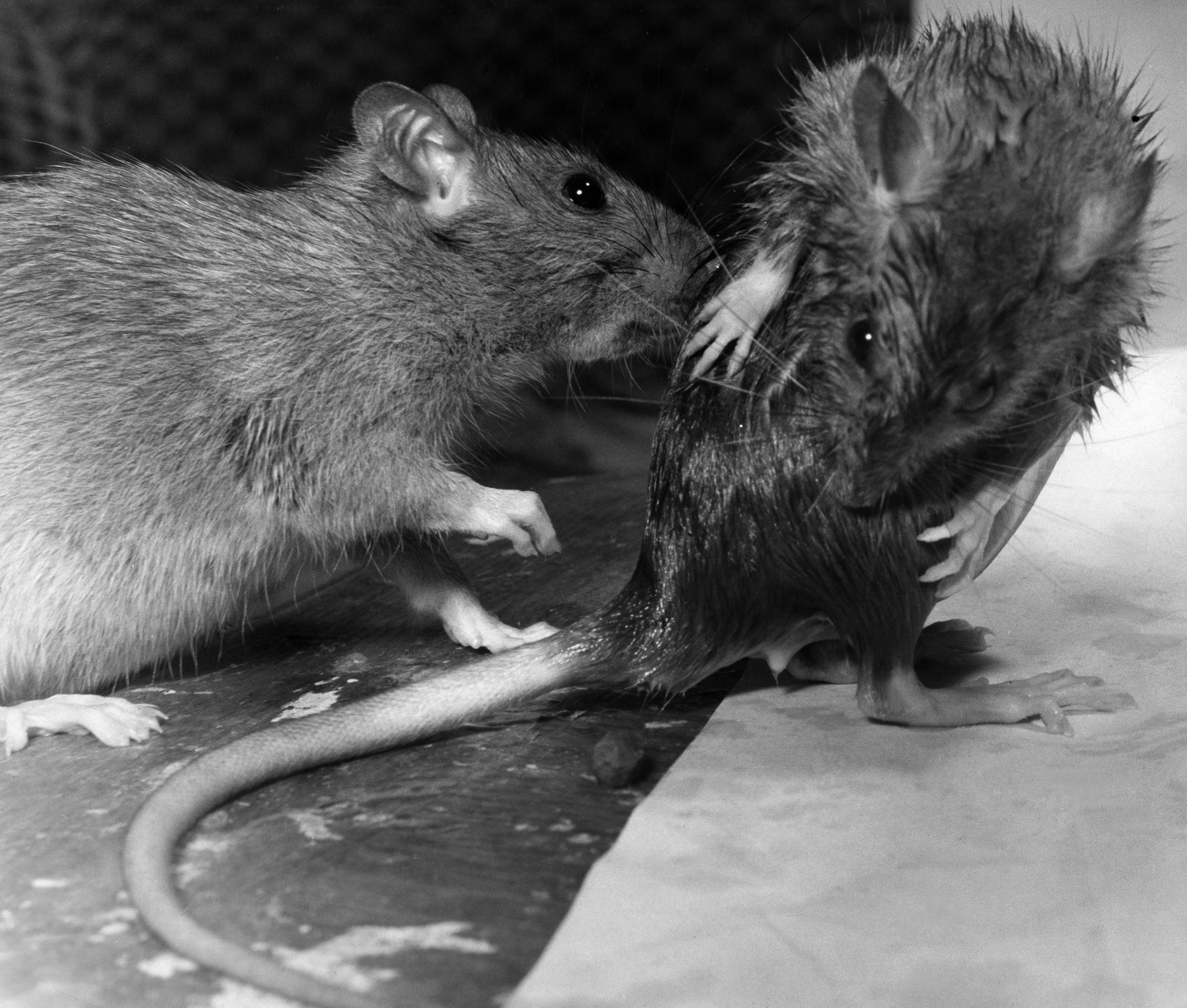 Detail Pitures Of Rats Nomer 43