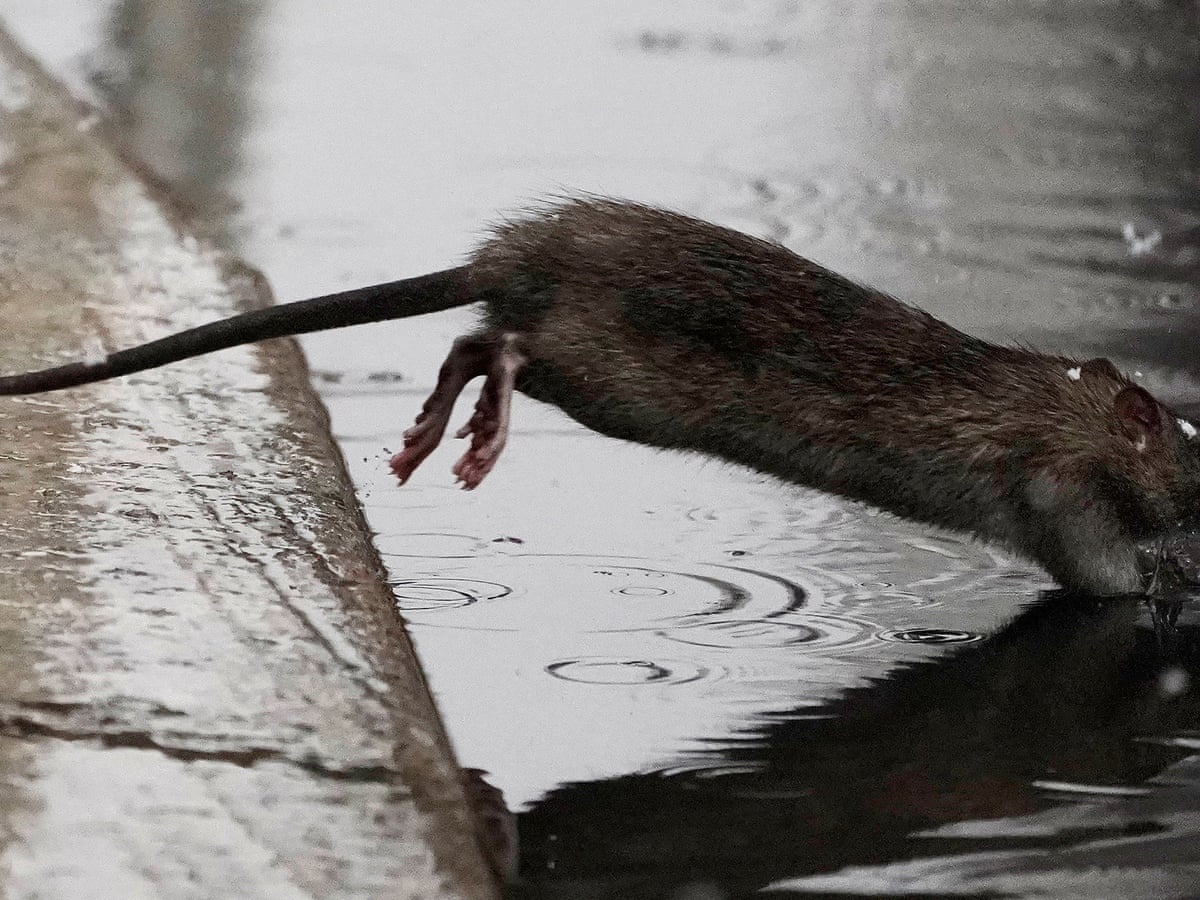 Detail Pitures Of Rats Nomer 46