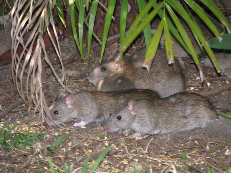 Detail Pitures Of Rats Nomer 48