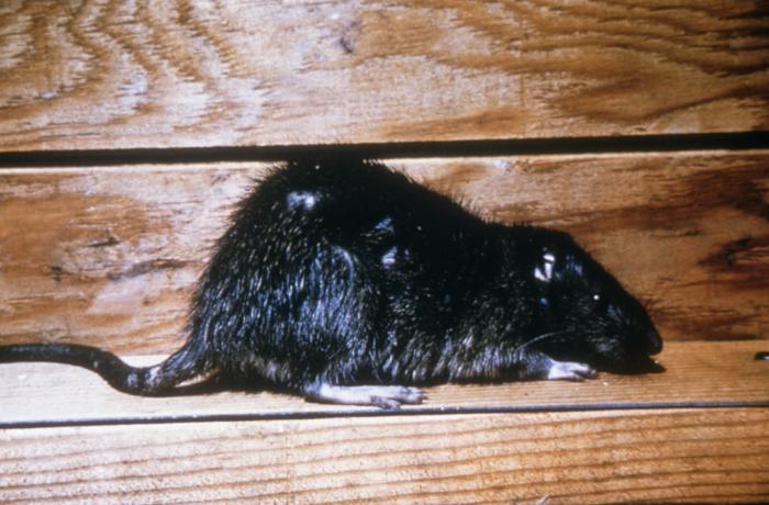 Detail Pitures Of Rats Nomer 49