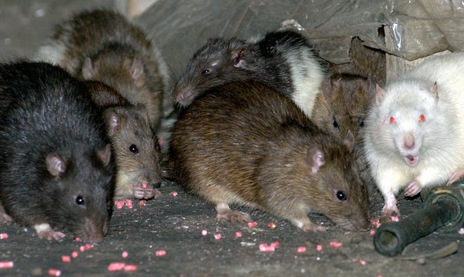 Detail Pitures Of Rats Nomer 50