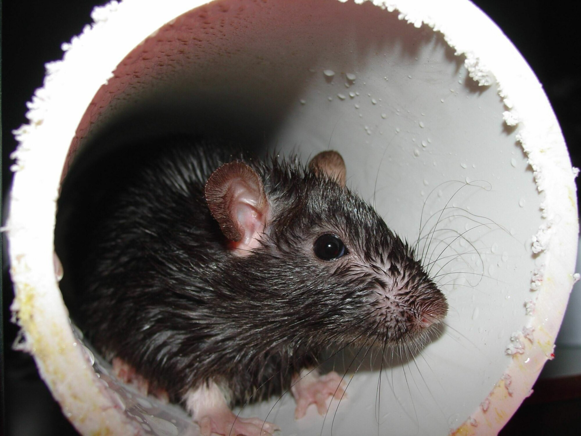 Detail Pitures Of Rats Nomer 52