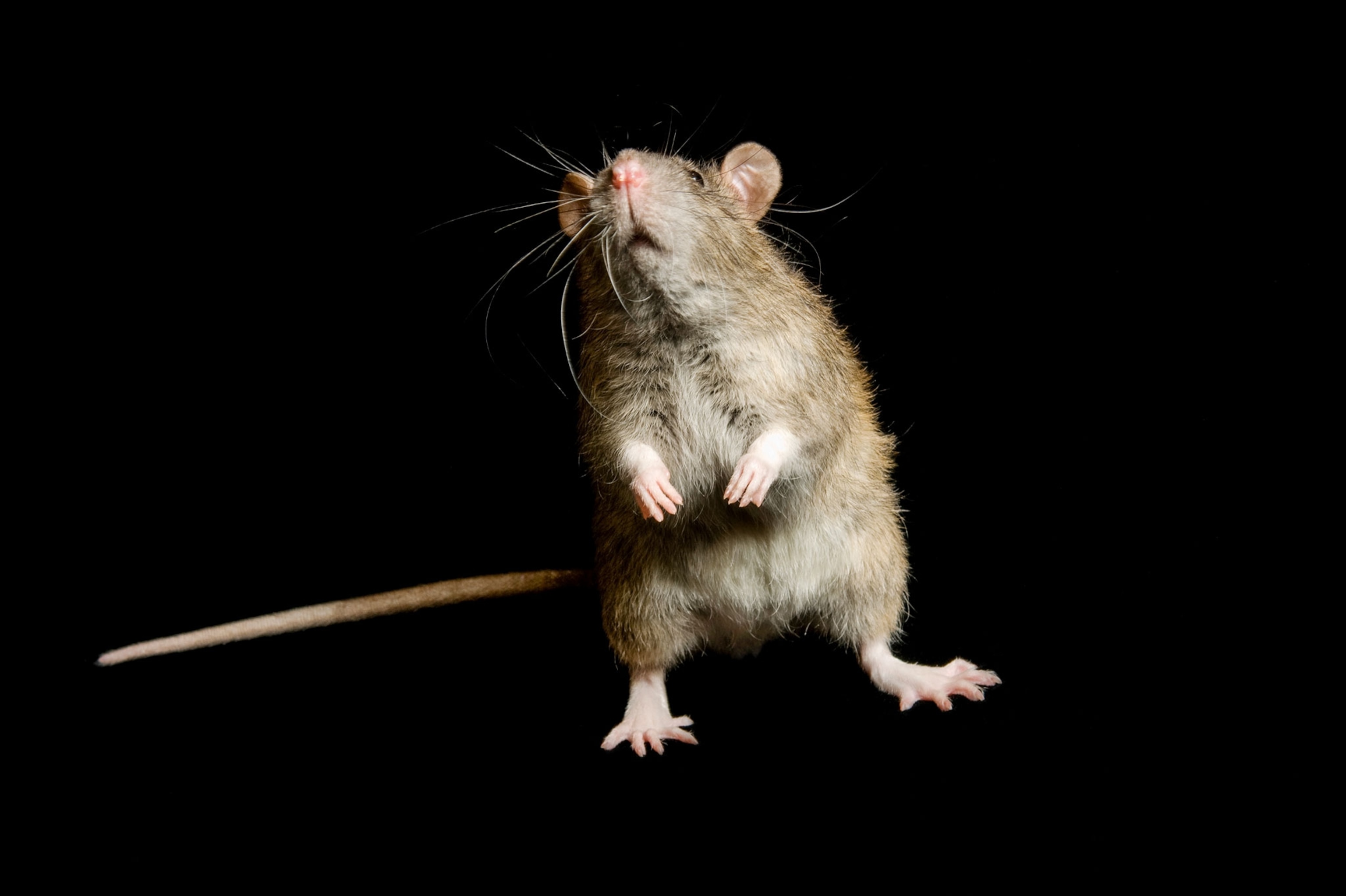 Detail Pitures Of Rats Nomer 55