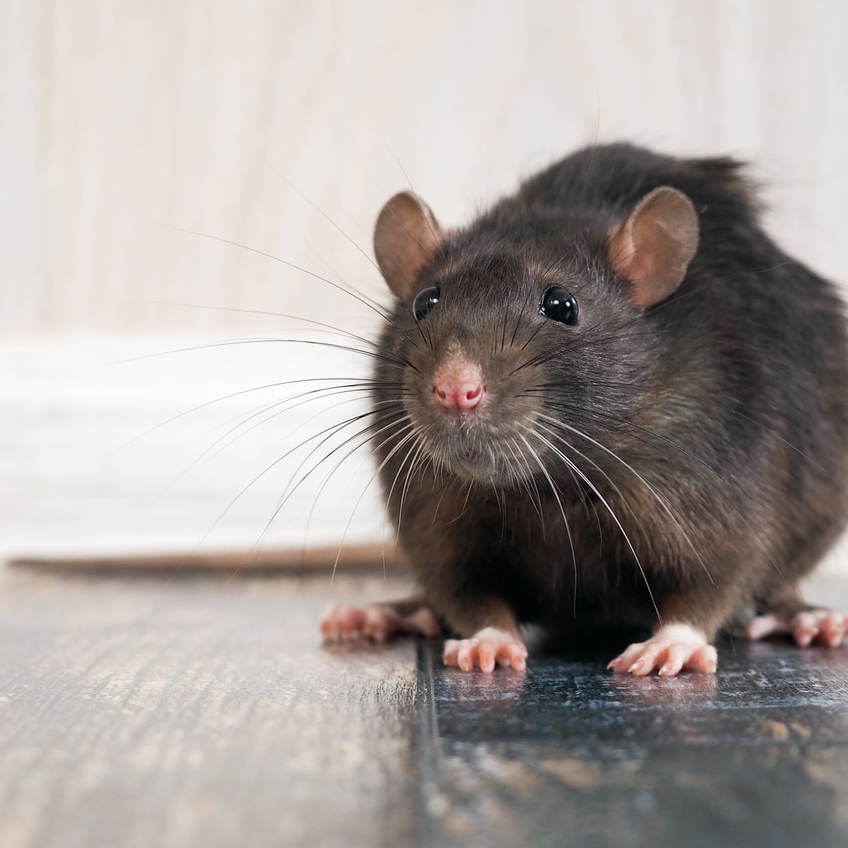Detail Pitures Of Rats Nomer 9