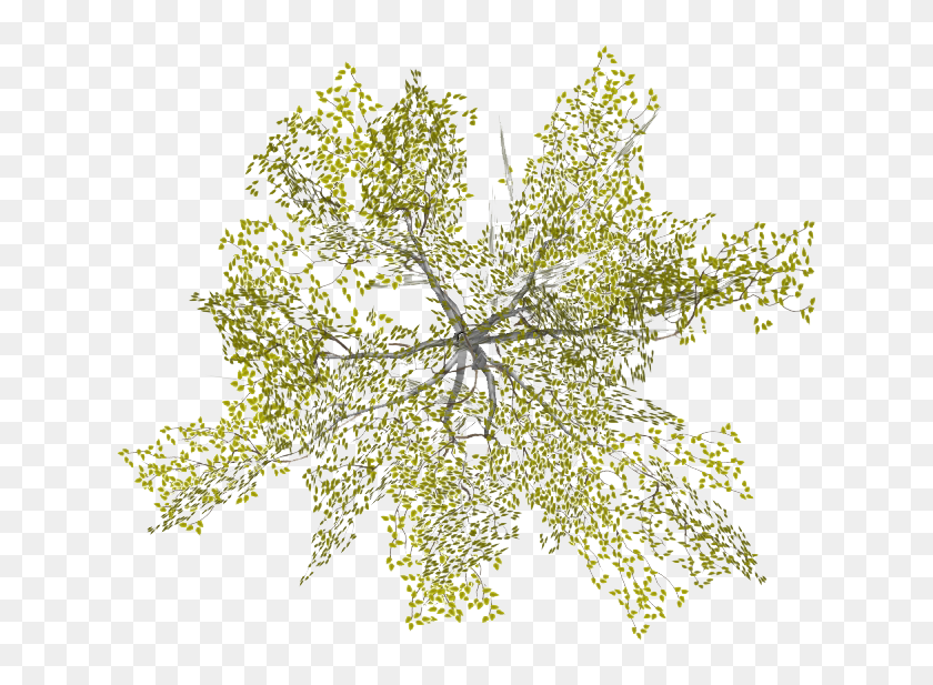 Detail Plan Tree Png Nomer 2