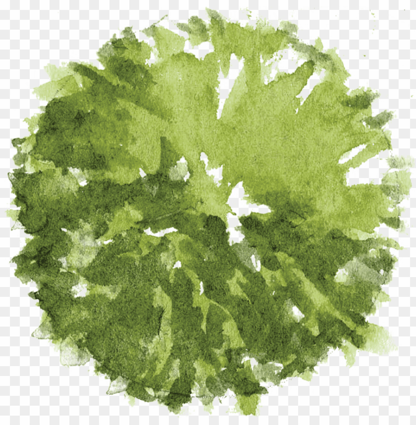 Detail Plan Tree Png Nomer 3