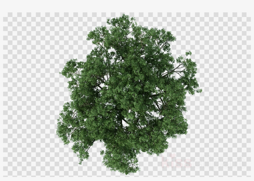 Detail Plan Tree Png Nomer 7