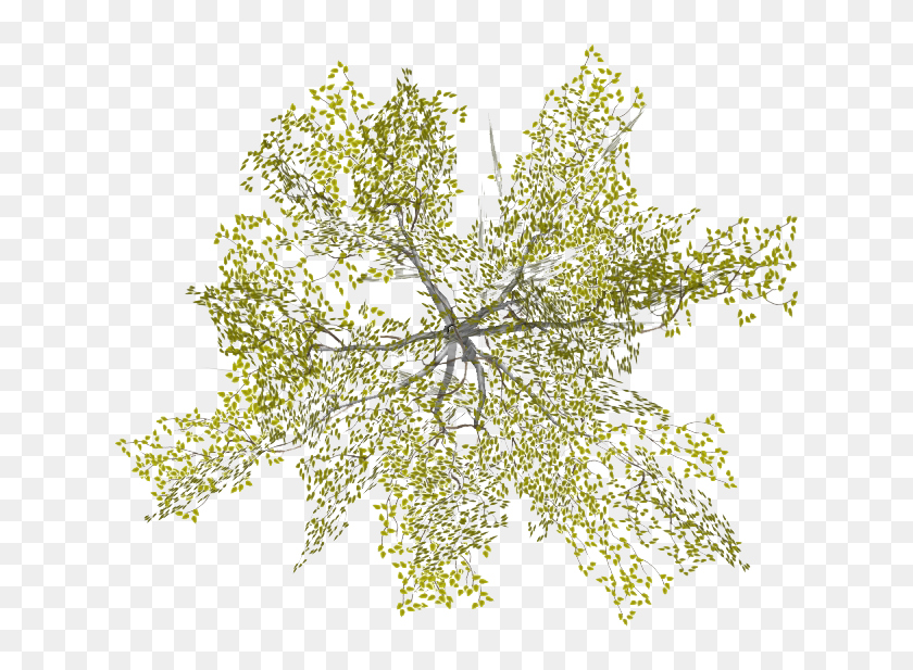 Plan Trees Png - KibrisPDR