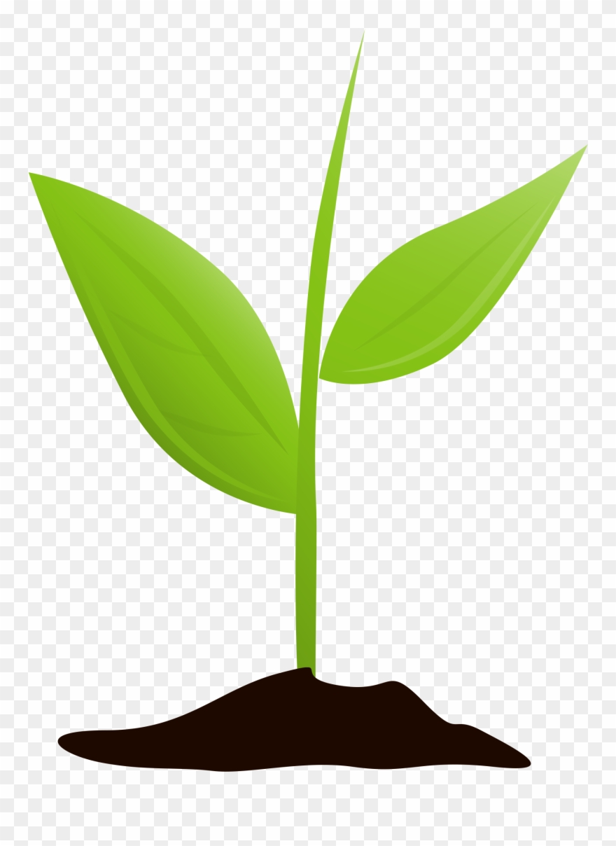 Detail Plant Clipart Transparent Nomer 14