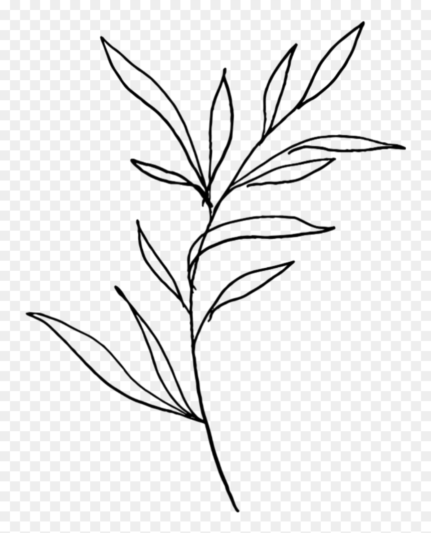 Detail Plant Drawing Png Nomer 23