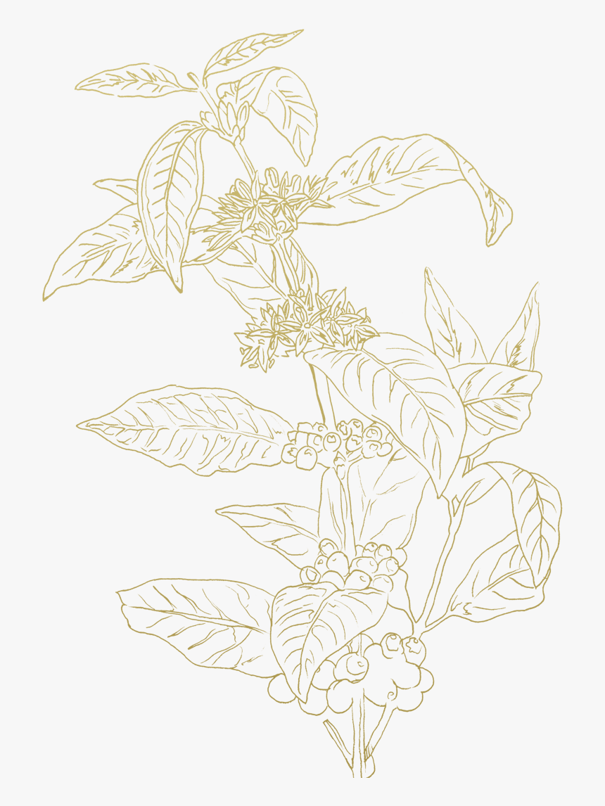 Detail Plant Drawing Png Nomer 24