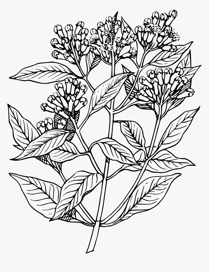 Detail Plant Drawing Png Nomer 39