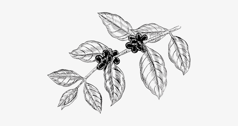 Detail Plant Drawing Png Nomer 42