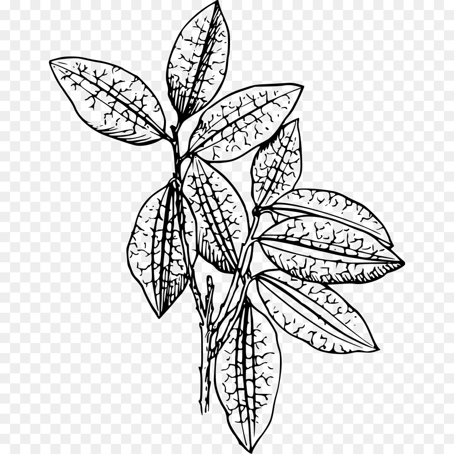 Detail Plant Drawing Png Nomer 49