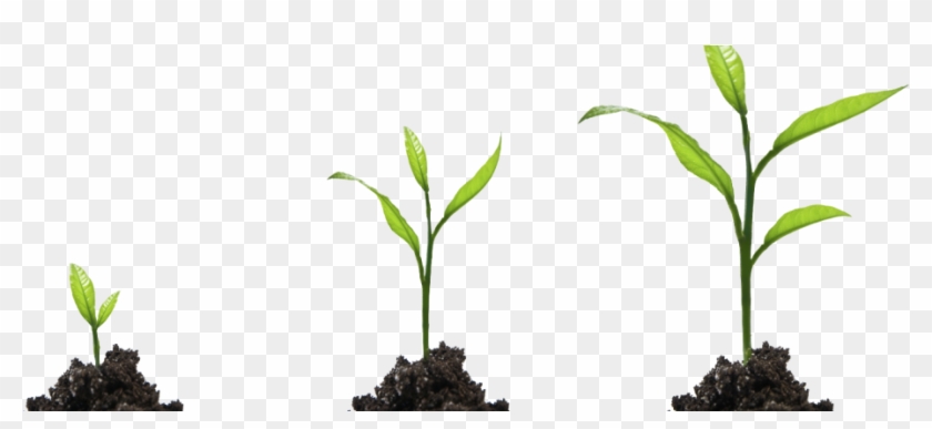 Detail Plant Growth Png Nomer 12