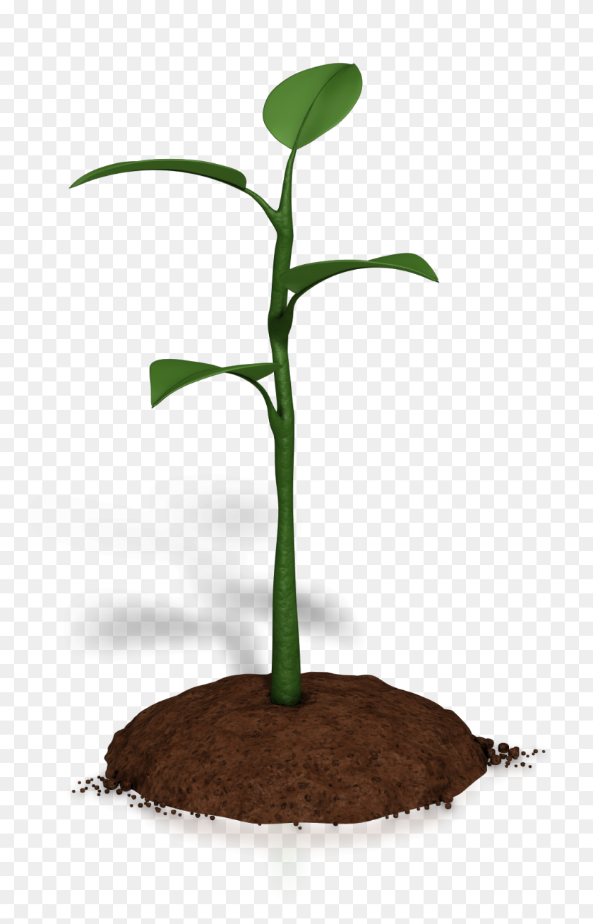 Detail Plant Growth Png Nomer 16
