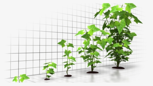 Detail Plant Growth Png Nomer 20