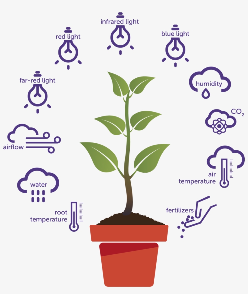 Detail Plant Growth Png Nomer 21