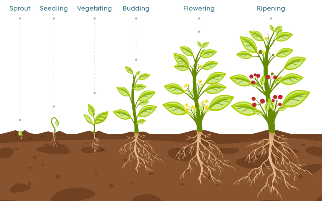 Detail Plant Growth Png Nomer 24