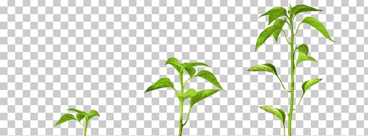 Detail Plant Growth Png Nomer 26