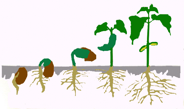 Detail Plant Growth Png Nomer 33
