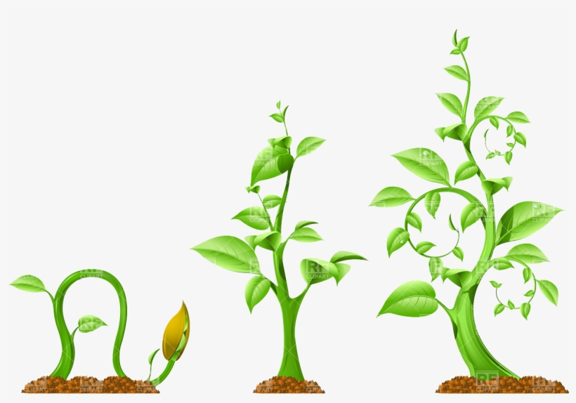 Detail Plant Growth Png Nomer 5