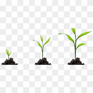 Detail Plant Growth Png Nomer 38
