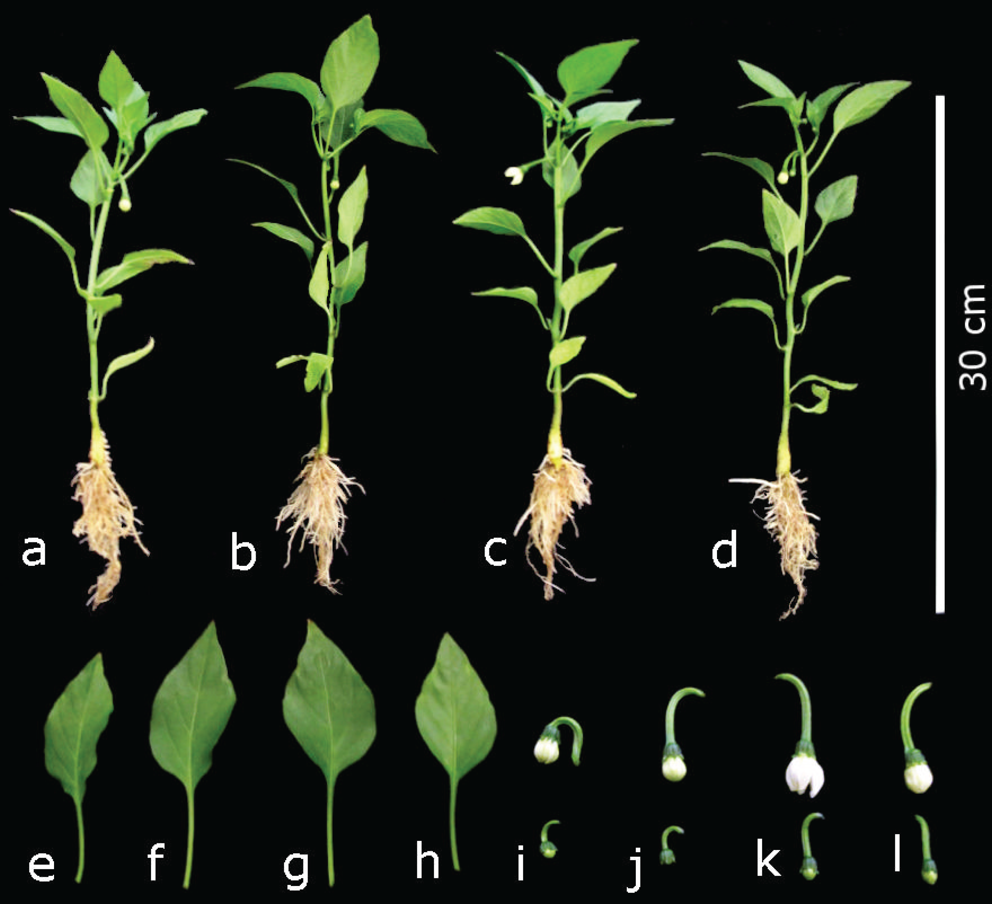 Detail Plant Growth Png Nomer 39