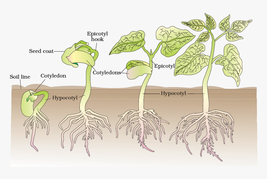 Detail Plant Growth Png Nomer 44