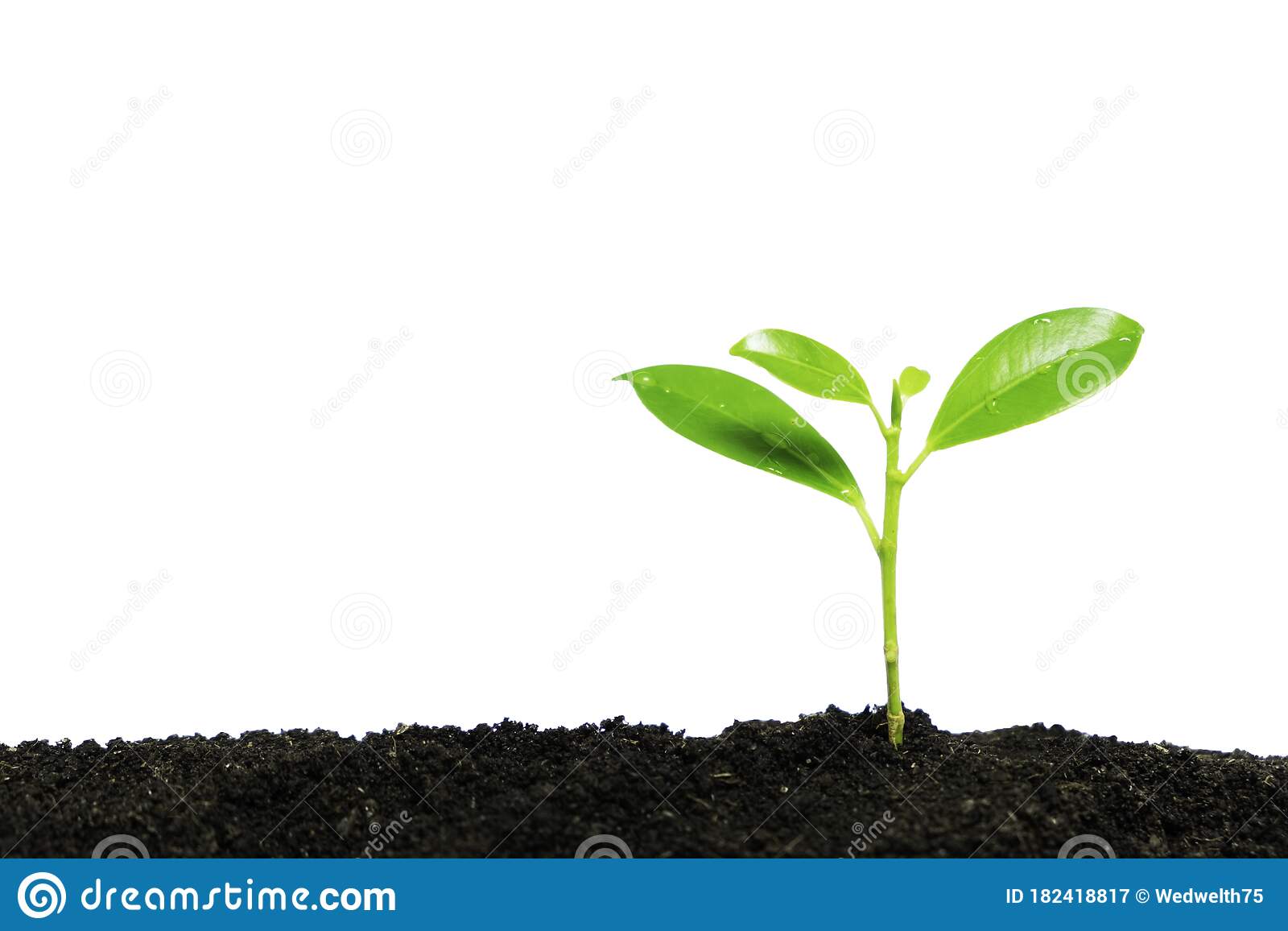 Detail Plant Growth Png Nomer 46