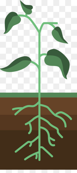 Detail Plant Growth Png Nomer 50