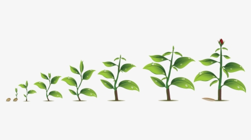 Detail Plant Growth Png Nomer 7