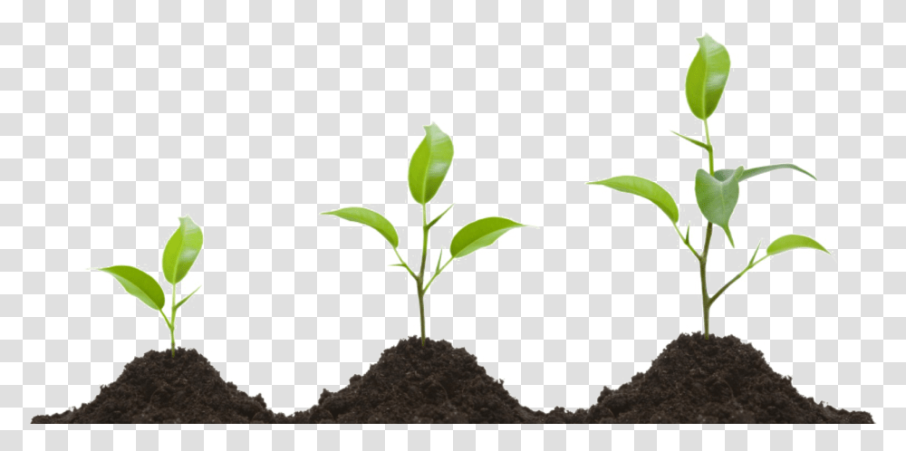 Detail Plant Growth Png Nomer 8